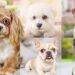 Child-friendly small dog breeds, including Cavalier King Charles Spaniel, Bichon Frise, Havanese, Maltese, Beagle, Boston Terrier, and French Bulldog