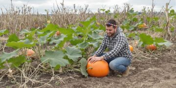 Fairytale pumpkin cultivation and harvesting techniques