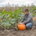 Fairytale pumpkin cultivation and harvesting techniques